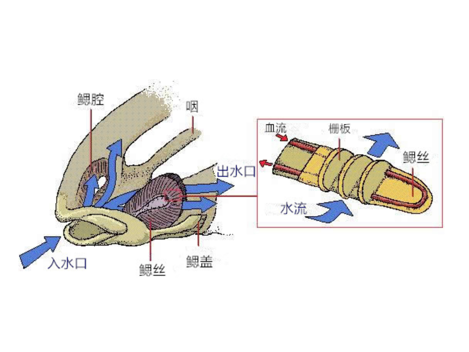 鰓絲