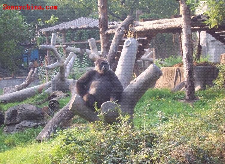 北京動物園大猩猩館