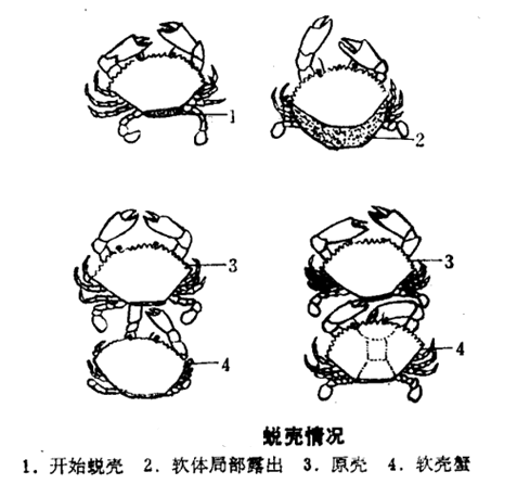 蛻殼情況