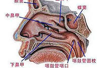 鼻咽癌病理圖