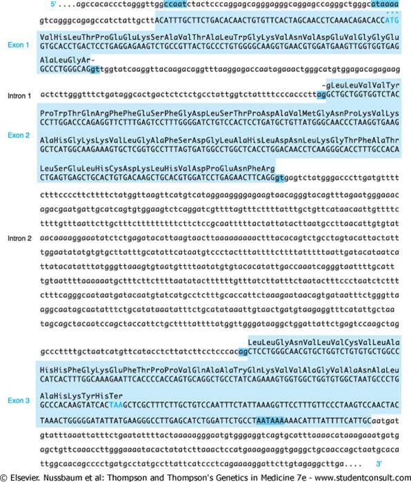 β-globin gene球蛋白基因