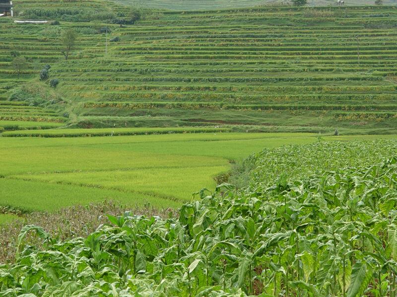 小羊邑村烤菸種植業