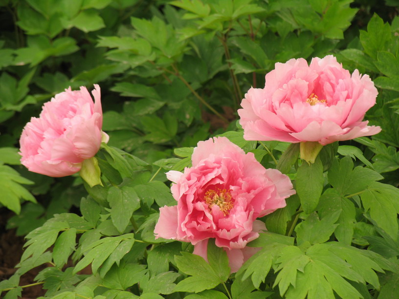 滿堂紅(芍藥屬牡丹栽培品種)