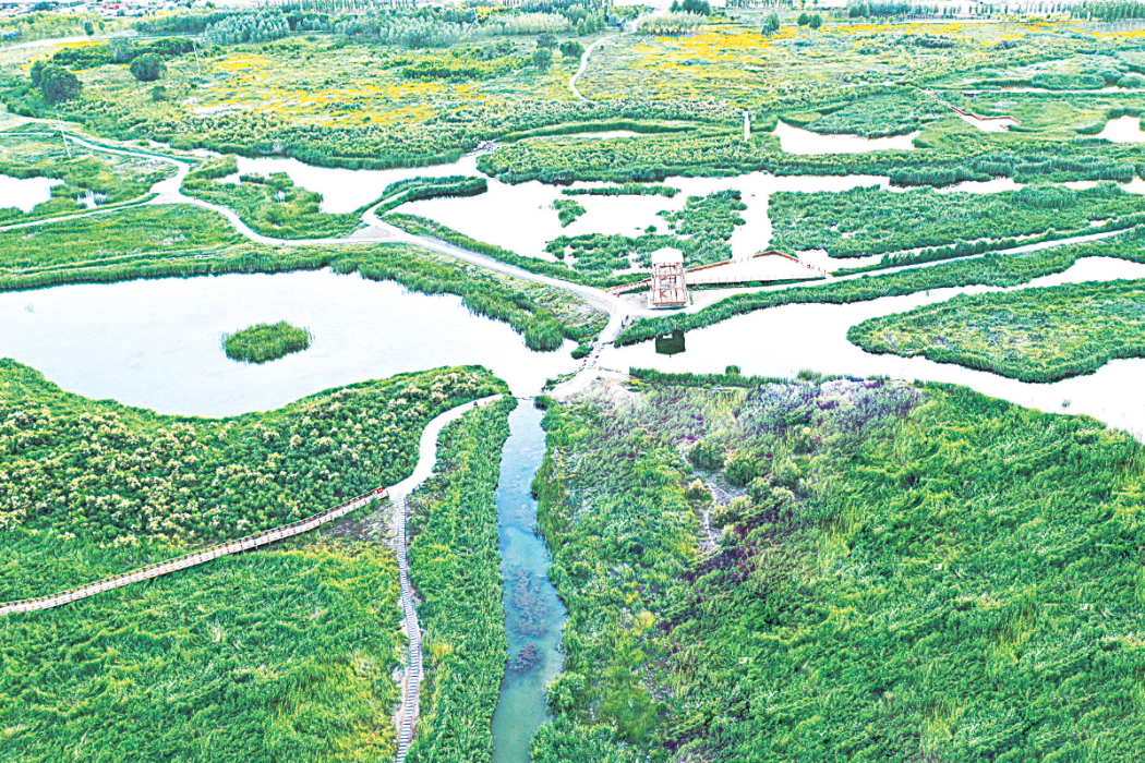 甘肅蘭州秦王川國家濕地公園