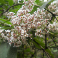 密蒙花(醉魚草屬植物)