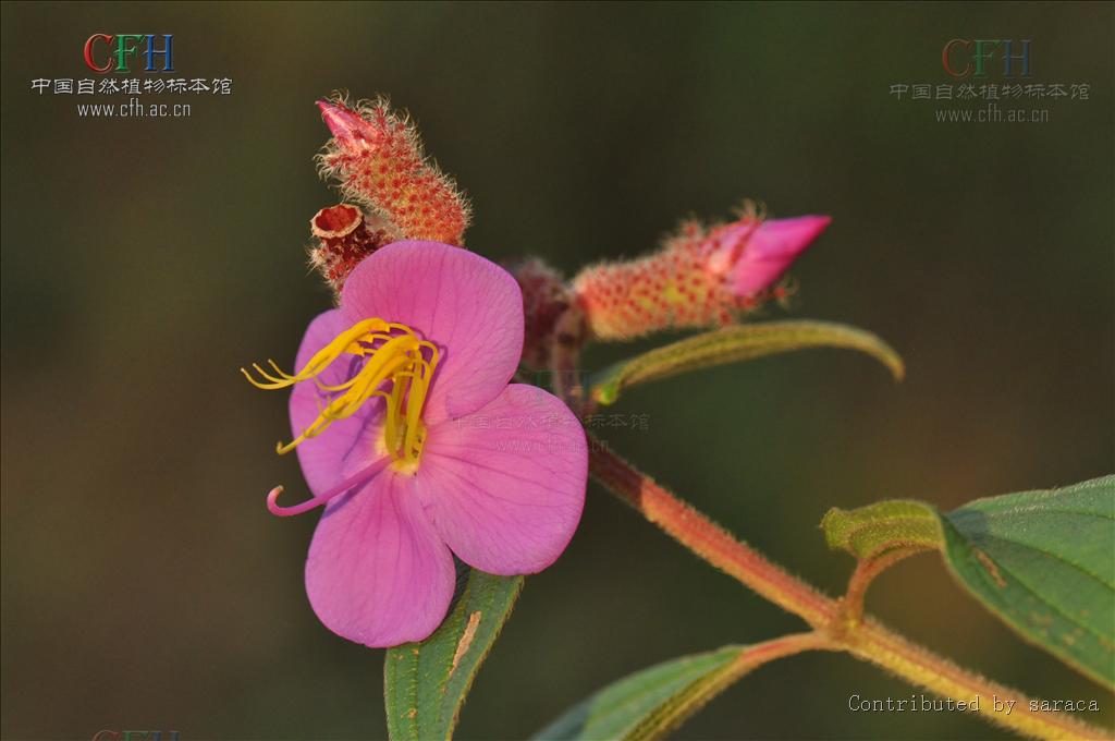 三葉金錦香(植物)