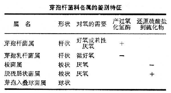 芽孢桿菌科