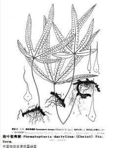 指葉假瘤蕨