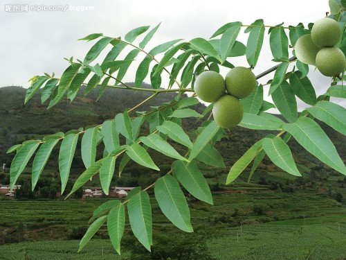 胡桃枝(胡桃枝)