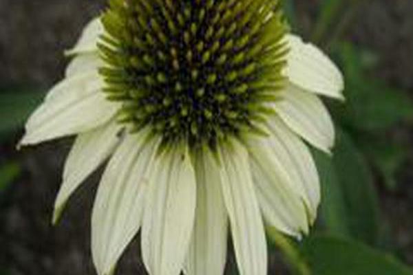 Echinacea purpurea \x27Norwhinat\x27 WHITE NATALIE