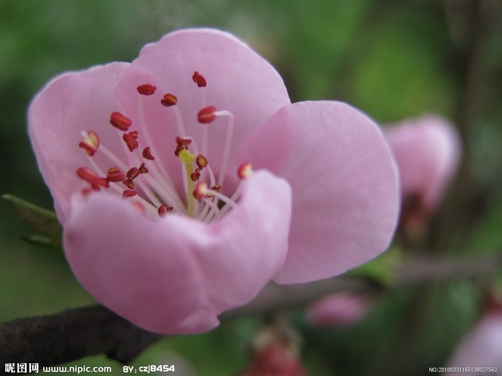 桃花(薔薇科桃李屬植物)