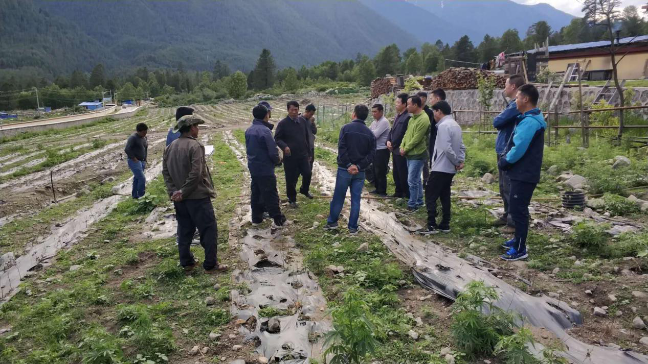 2018年5月底上察隅鎮目本村茶葉基地