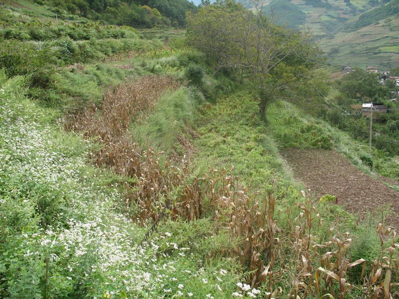 白濟汛自然村