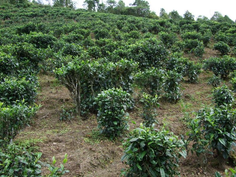 板膽自然村特色產業-茶葉