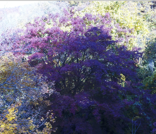 吉林雞冠山國家森林公園