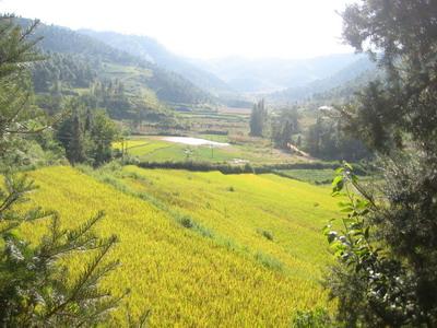 礦山自然村農業種植