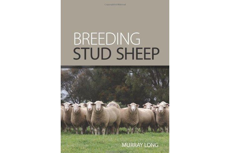 Breeding Stud Sheep