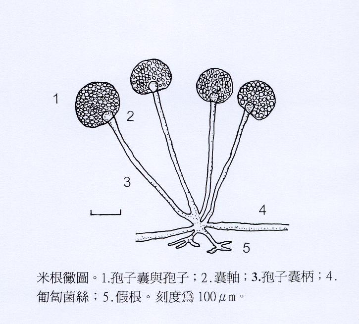 米根霉孢子圖