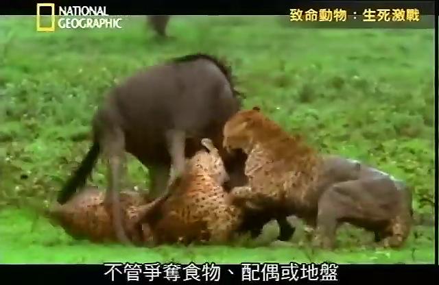 致命動物：生死激戰