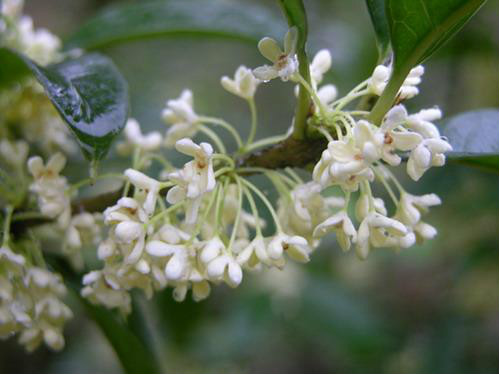 玉玲瓏(桂花品種)