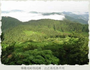 寒山子山茶油