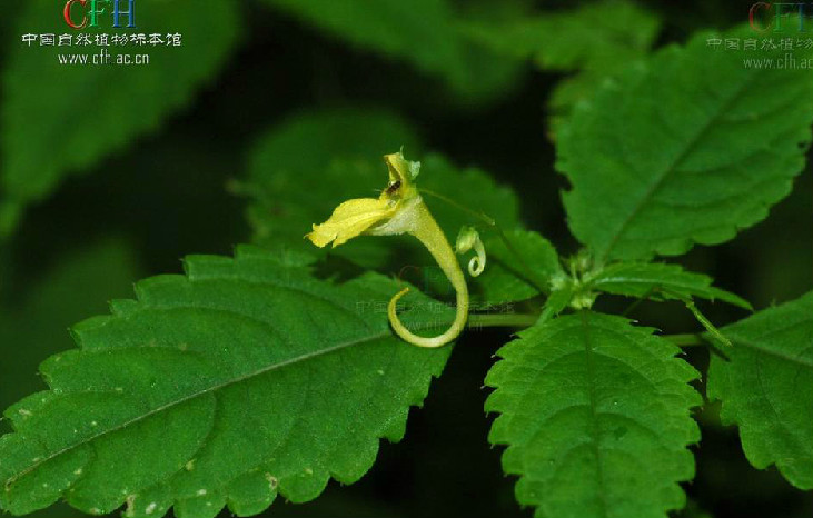 林生鳳仙花