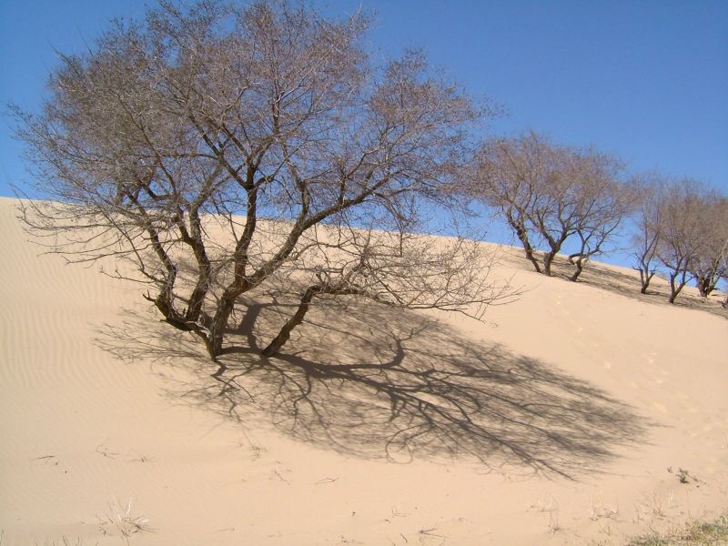 半固定沙丘