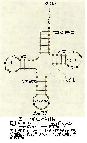 轉運RNA