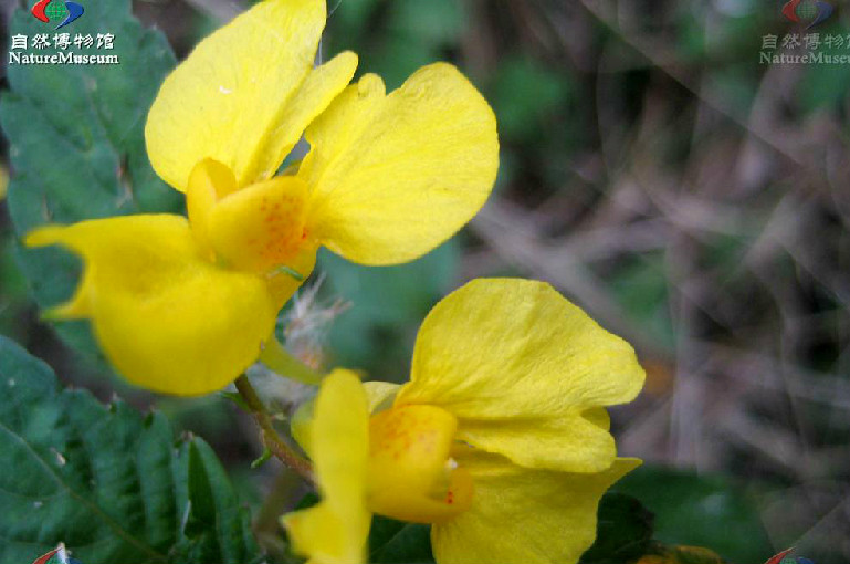 菱葉鳳仙花