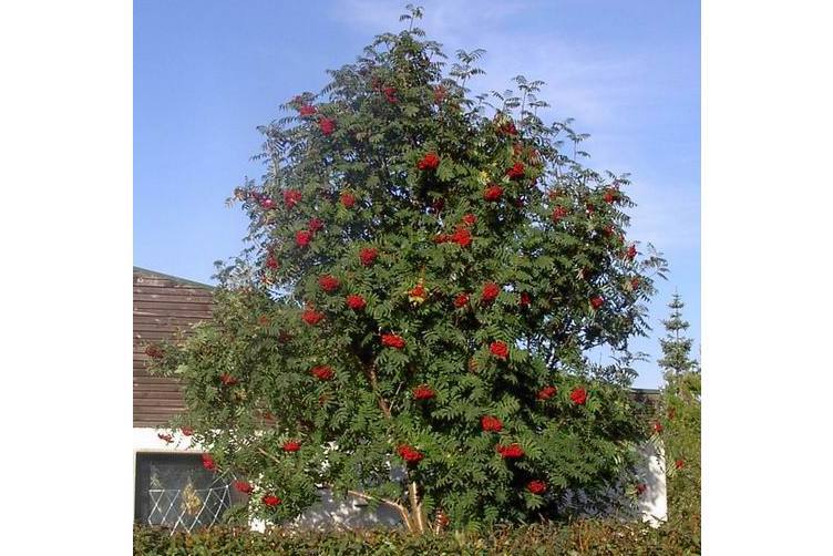 花楸樹泰山家系1號