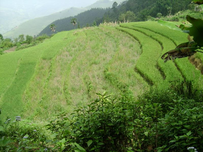 村中田園