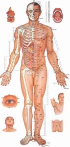 人體經絡穴點陣圖