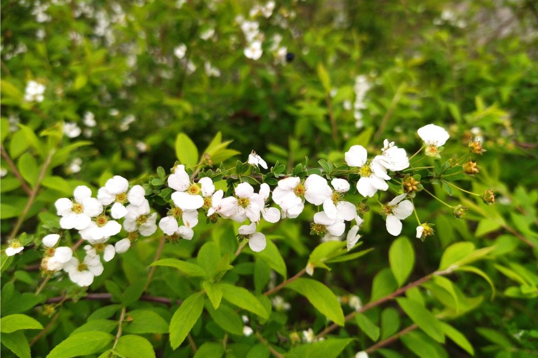 台灣笑靨花