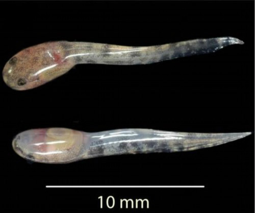 剛出生的長尖牙青蛙的蝌蚪