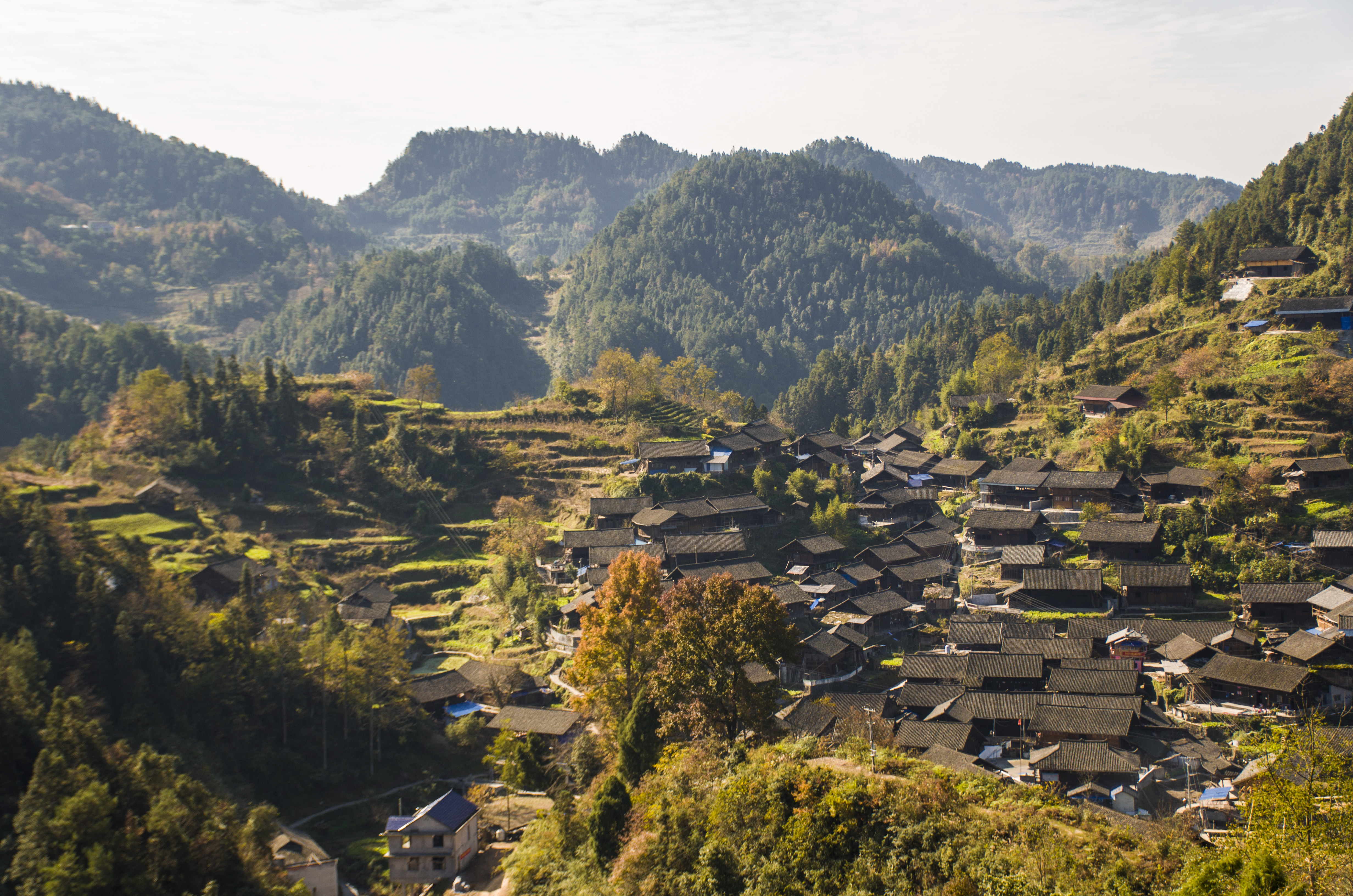 翁草村