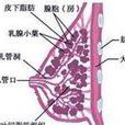 乳房紅腫熱痛