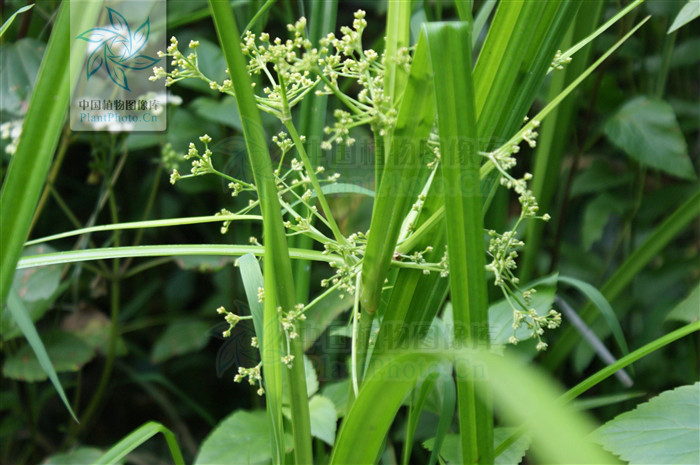 茳芏（變種）