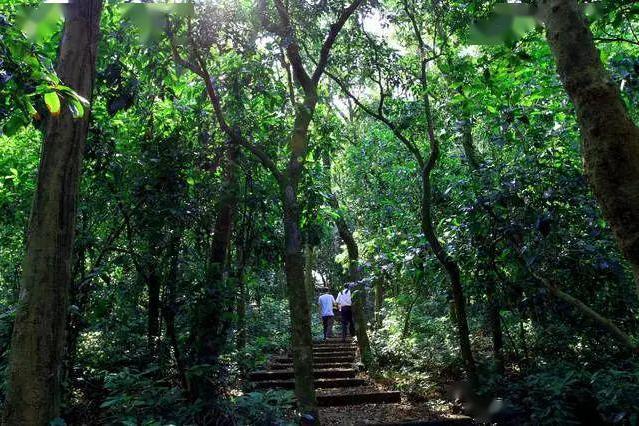 廉江謝鞋山野生荔枝林旅遊風景區