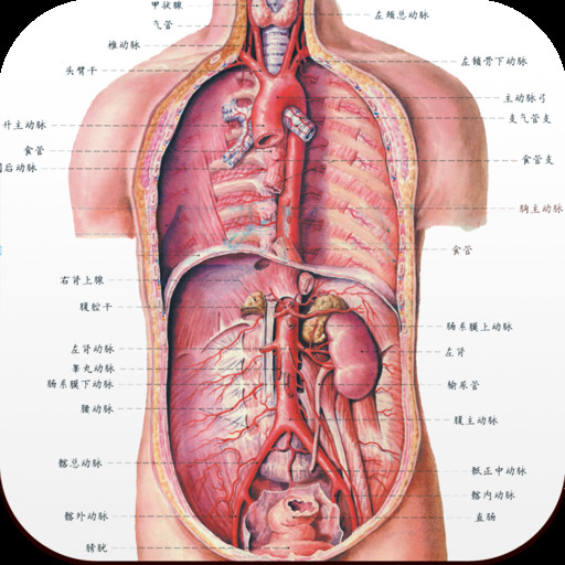 人體解剖圖