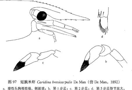 短腕米蝦