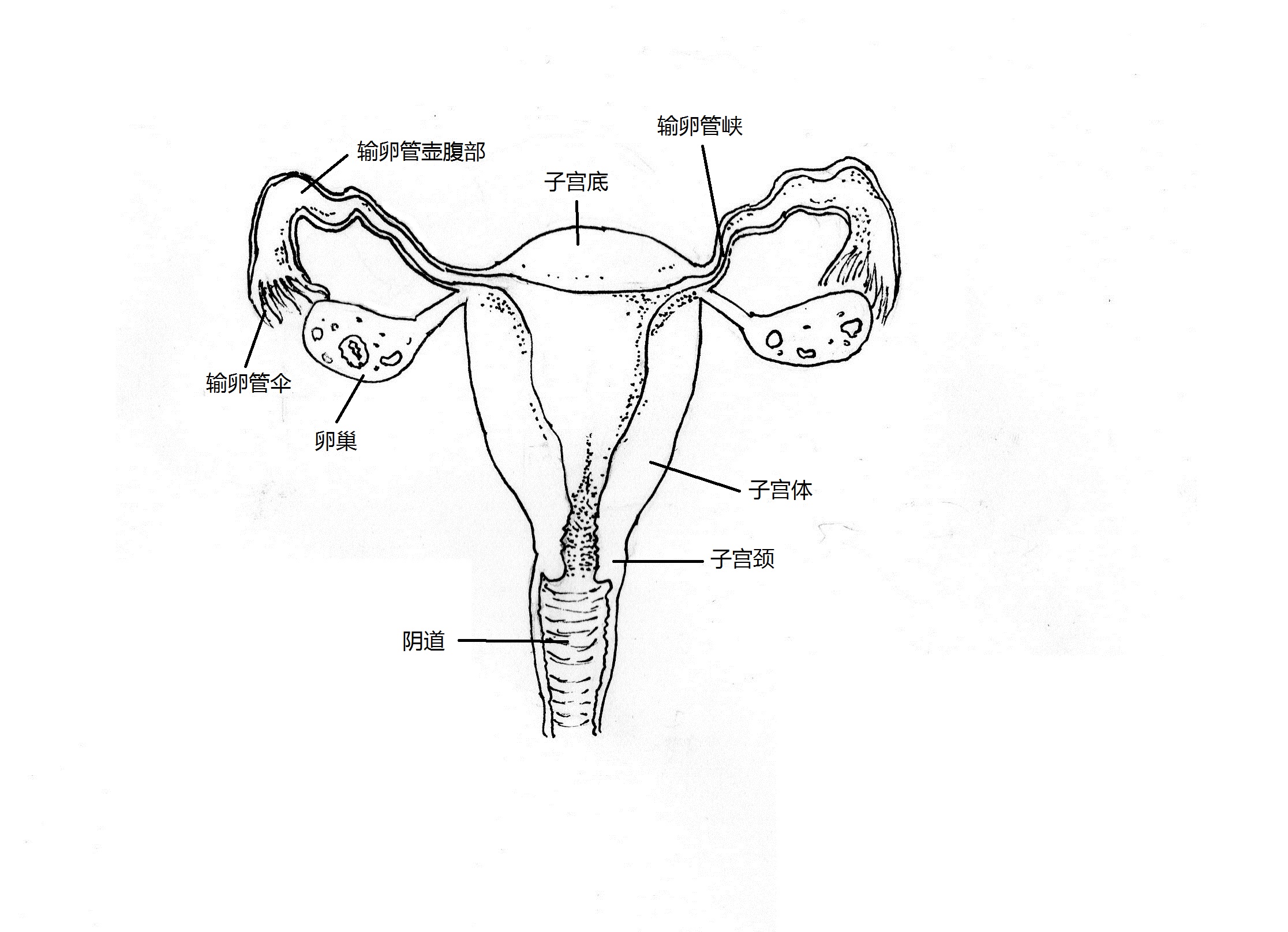 女性內生殖器