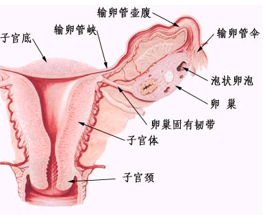 卵巢固有韌帶