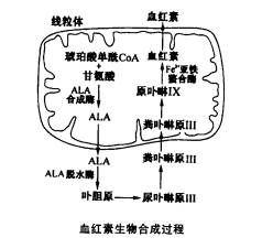 血紅素代謝通路