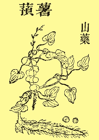 薯蕷