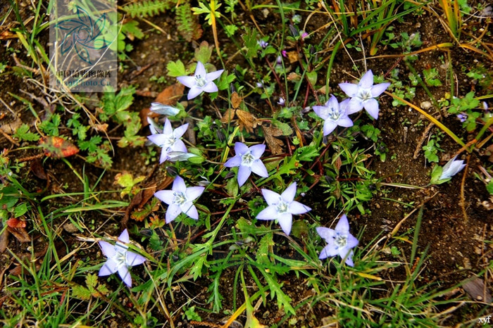 鋪散肋柱花