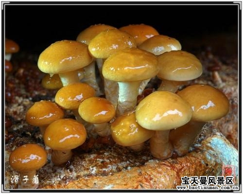 平菇與滑菇栽培400問