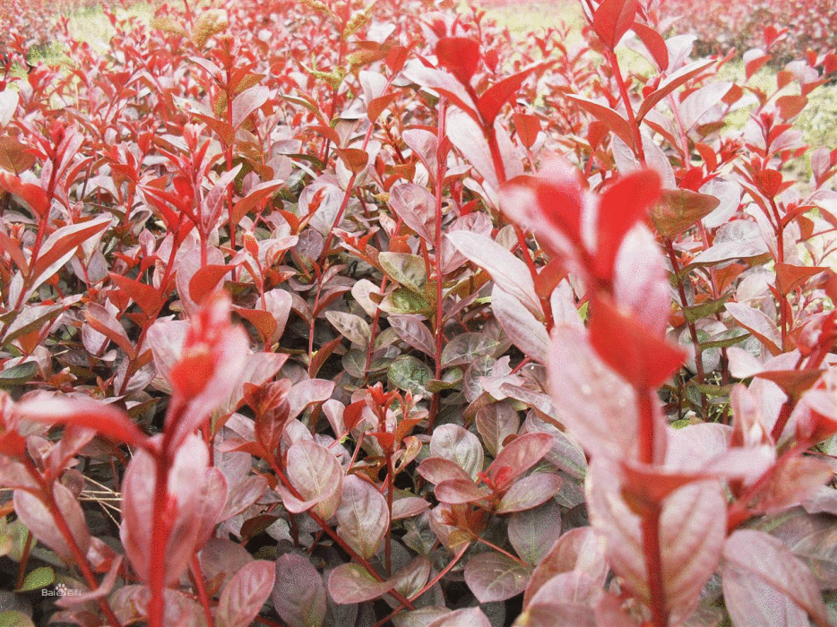 紅喬薇(紫薇科植物)