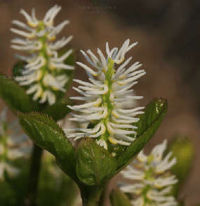 Chloranthus japonicus Sieb.&amp;nbsp