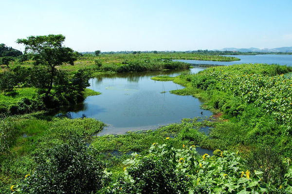 下渚湖濕地