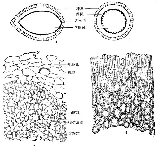 榧子